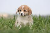 CORGI PEMBROKE 1244